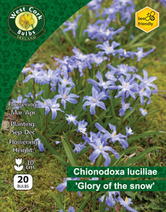 Chinodoxia