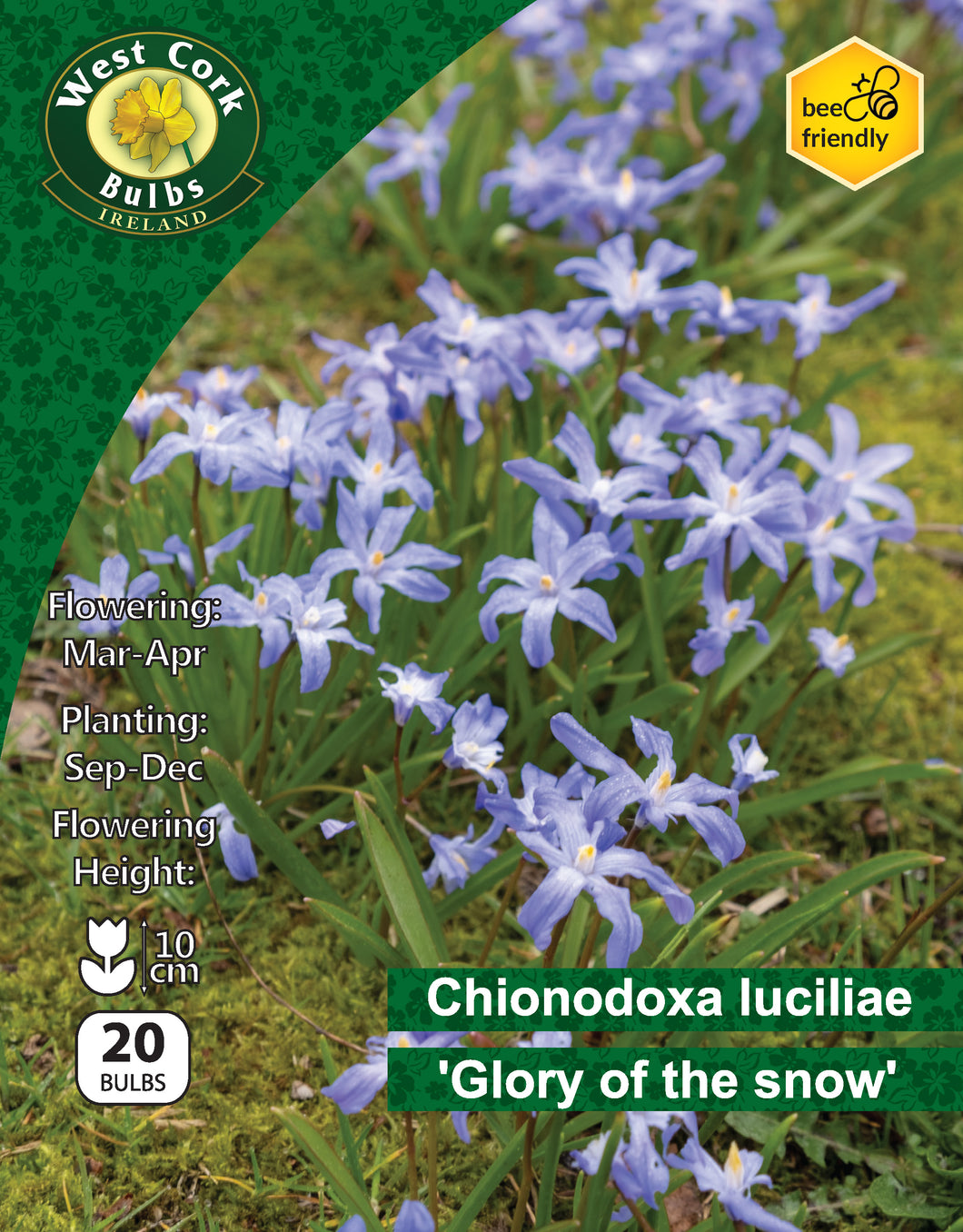Chinodoxia