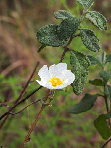 Cistus x Corbariensis (hybridus) / Rock Rose