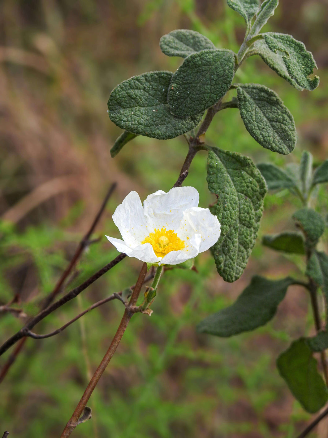 Cistus x Corbariensis (hybridus) / Rock Rose