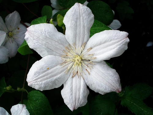 Clematis × cartmanii 'Early Sensation' / Clematis Early Sensation