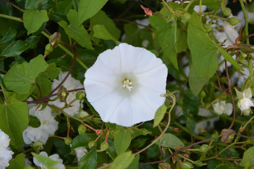 Convolvulus cneorum / Shrubby Bindweed / Silver Bush