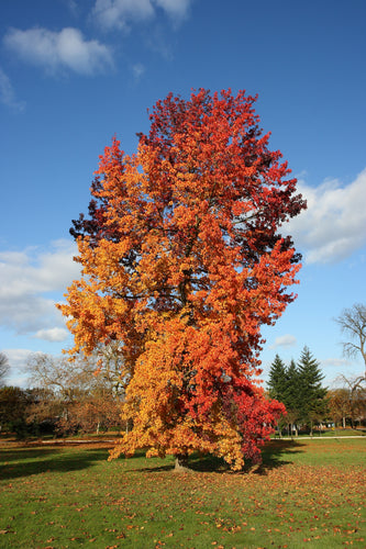 Tree with vibrant autumn foliage against a blue sky