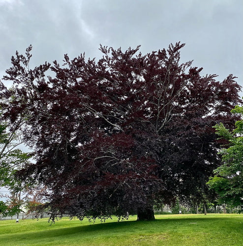 Copper_beech by bwark