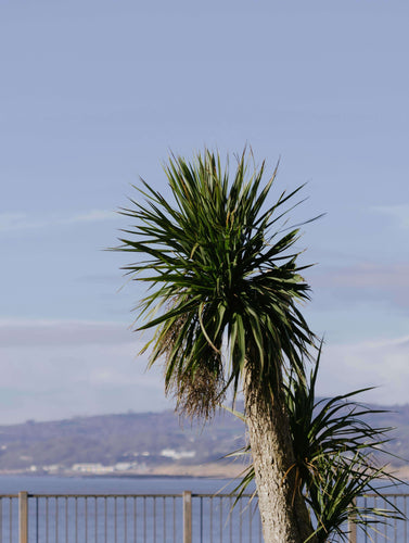Cordyline australis / Cabbage Palm / Cabbage Tree