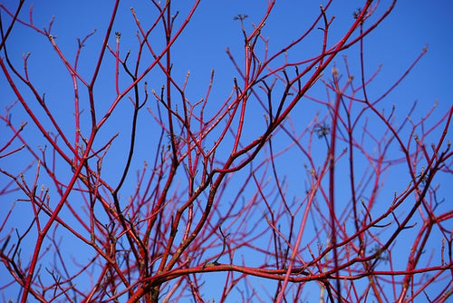 Red branches against a clear blue sky