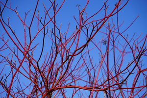 Red branches against a clear blue sky