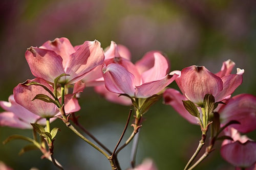 Cornus capitata 'Kilmacuragh Rose'