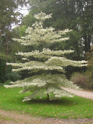 Cornus_controversa__variegata_Daderot_Public_domain_via_Wikimedia_Commons