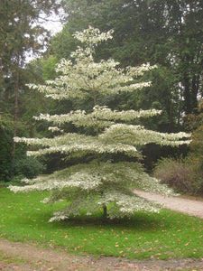 Cornus_controversa__variegata_Daderot_Public_domain_via_Wikimedia_Commons