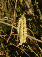 Load image into Gallery viewer, Yellow flower cluster on a branch with green leaves in the background
