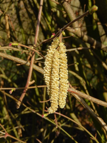 Yellow flower cluster on a branch with green leaves in the background