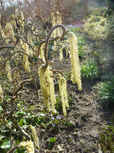 Load image into Gallery viewer, Garden scene with flowering plants and mulched soil
