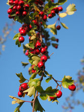 Load image into Gallery viewer, Crataegus monogyna / Hawthorn / Quickthorn / Whitethorn/ Thornquicks 
