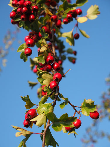Crataegus monogyna / Hawthorn / Quickthorn / Whitethorn/ Thornquicks 