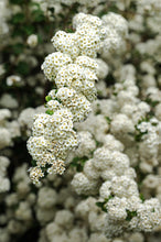 Load image into Gallery viewer, Crataegus monogyna / Hawthorn / Quickthorn / Whitethorn/ Thornquicks  2
