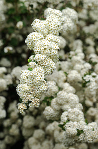 Crataegus monogyna / Hawthorn / Quickthorn / Whitethorn/ Thornquicks  2