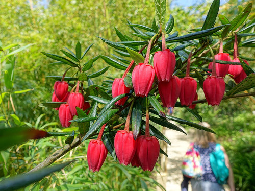 Crinodendron_hookerianumbyDaderot chilean lantern tree red