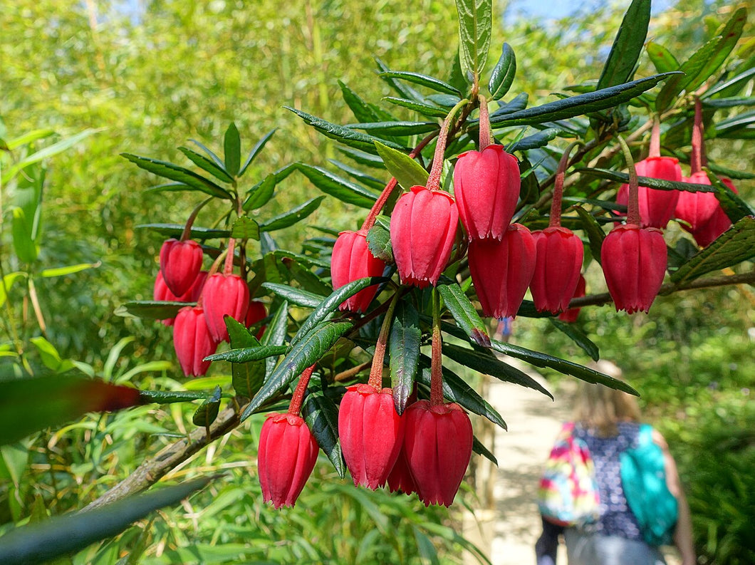 Crinodendron_hookerianumbyDaderot chilean lantern tree red