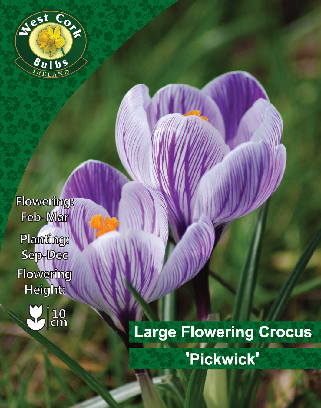 West Cork Bulbs Ireland packaging for Large Flowering Crocus 'Pickwick' with purple flowers and green background.