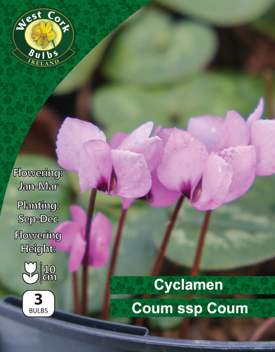 Cyclamen Coum Ssp Coum 3 Bulbs