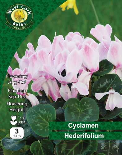 Cyclamen Hederifolium bulbs packaging with pink flowers and green leaves.