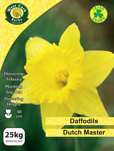 Daffodil bulb package with a yellow daffodil flower on a green background, featuring West Cork Bulbs Ireland branding.