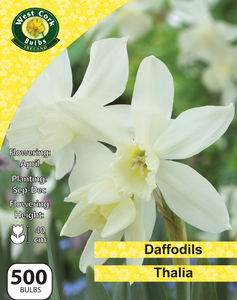 Daffodils Thalia