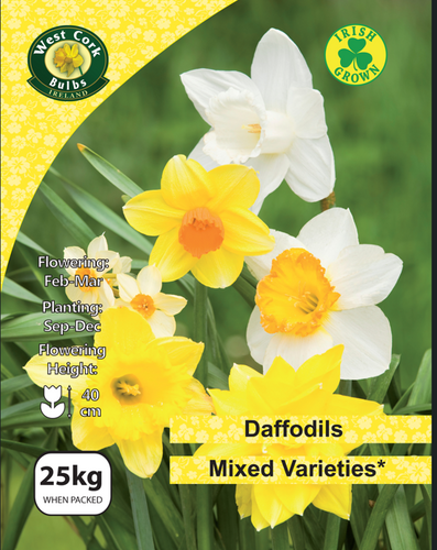 West Cork Bulbs Ireland daffodil packaging with yellow and white flowers.