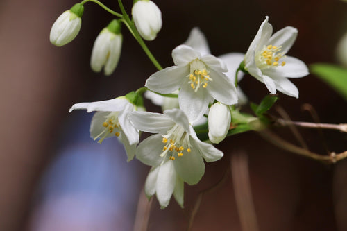 Deutzia x rosea