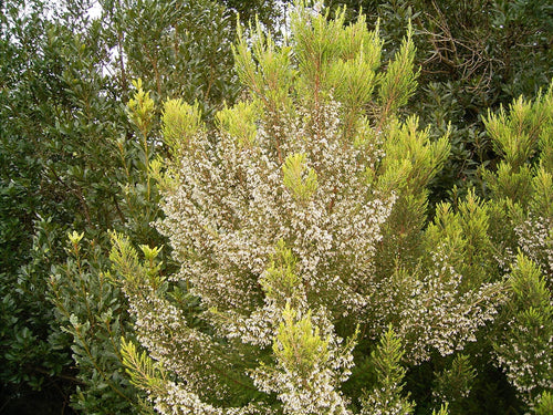 Erica arborea 'Albert's Gold' / Heather 'Albert's Gold'
