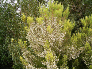 Erica arborea 'Albert's Gold' / Heather 'Albert's Gold'