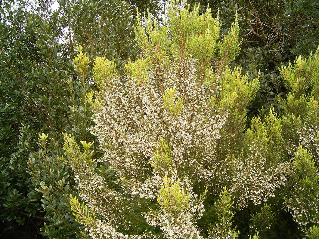 Erica arborea 'Albert's Gold' / Heather 'Albert's Gold'