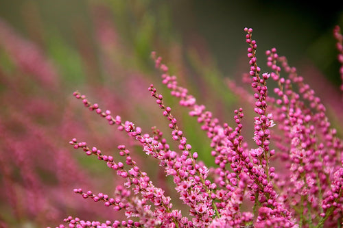 Close-up of pink flowers with a blurred green background