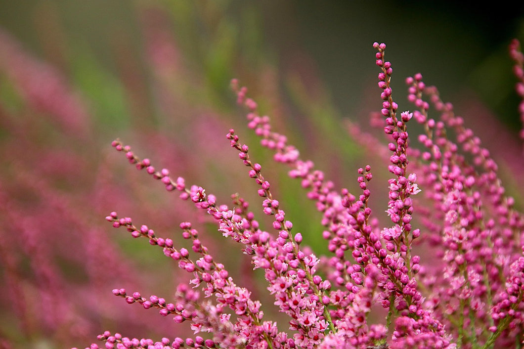 Close-up of pink flowers with a blurred green background