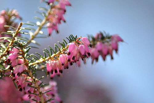 Erica carnea 'Winterfreude' 