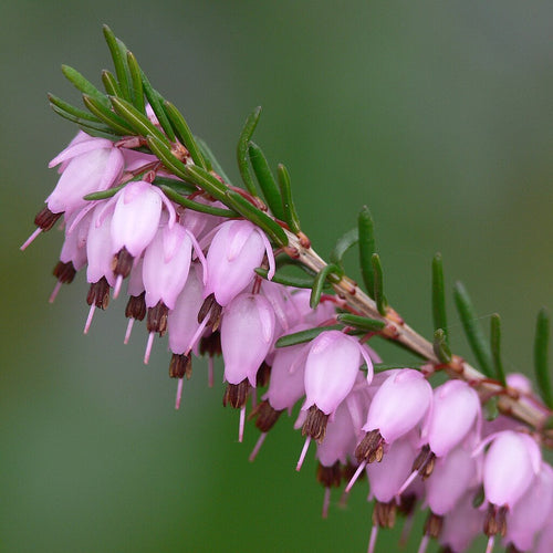Erica_carnea_rosa by Leo Michels