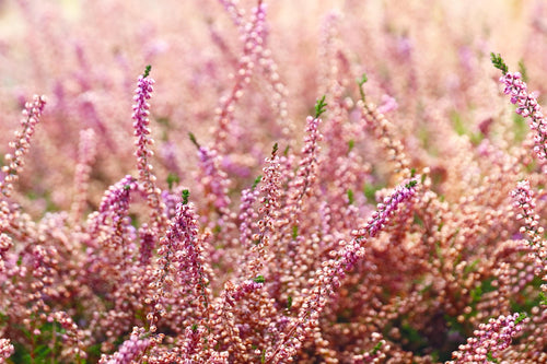 Pink heather flowers in a field with a soft focus background