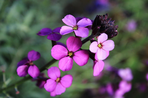 Close-up of purple flowers with a blurred green background