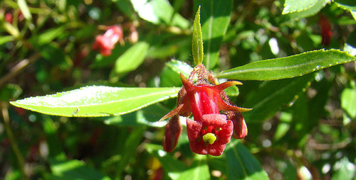 Close-up of a red flower with green leaves on a blurred natural background