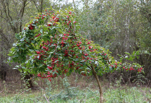 Tree with red berries in a forest setting