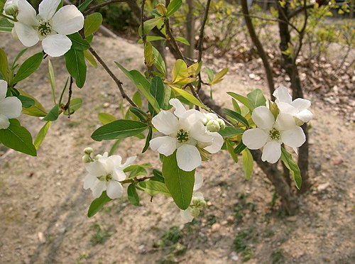 White flowers on a branch with green leaves against a natural background