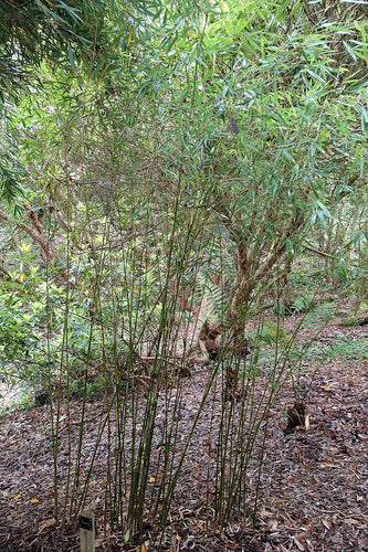 Bamboo plants in a forest setting with green leaves and brown stems.