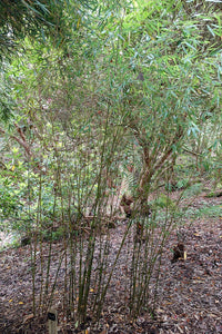 Bamboo plants in a forest setting with green leaves and brown stems.
