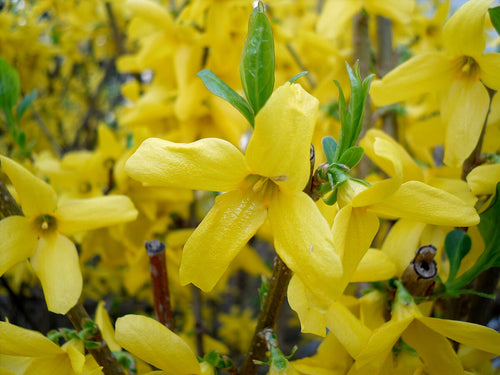 Close-up of bright yellow flowers with green leaves in the background