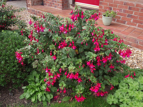Fuchsia_Magellanica__Riccartonii by 	RichardHC