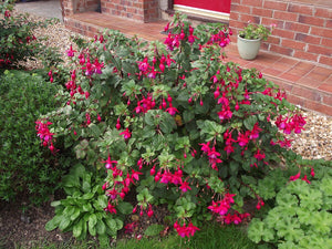 Fuchsia_Magellanica__Riccartonii by 	RichardHC