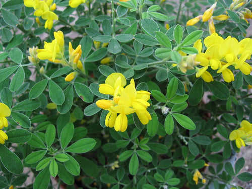 Genista__Porlock__02 by Digigalos 