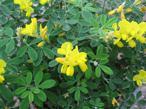Genista__Porlock__02 by Digigalos 