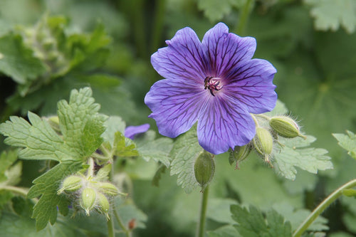 Purple flower with green leaves on a blurred green background